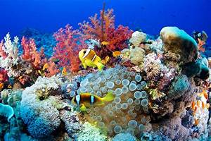 Ocean Coral & Turquesa