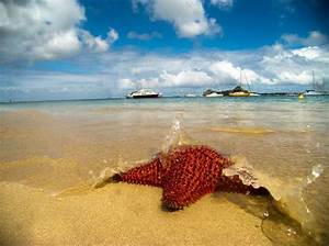 Starfish St. Lucia